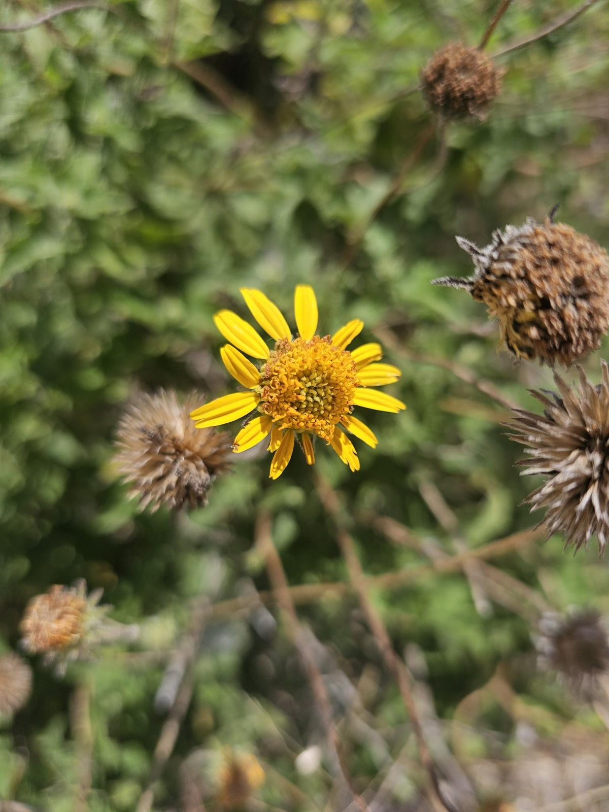 Bush Sunflower Native Seeds (Simsia calva) Drought Tolerant Texas Perennial