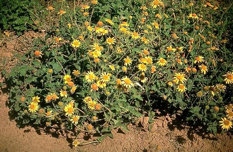 Bush Sunflower Native Seeds (Simsia calva) Drought Tolerant Texas Perennial