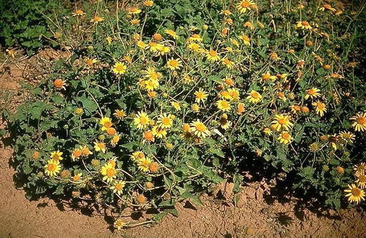 Bush Sunflower Native Seeds (Simsia calva) Drought Tolerant Texas Perennial