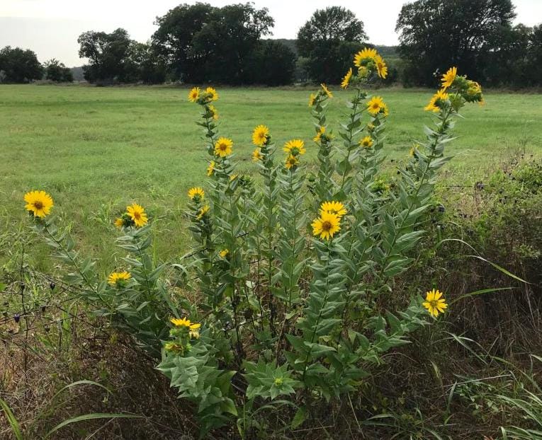 Roughtstem Rosinweed Seeds (Silphium radula)