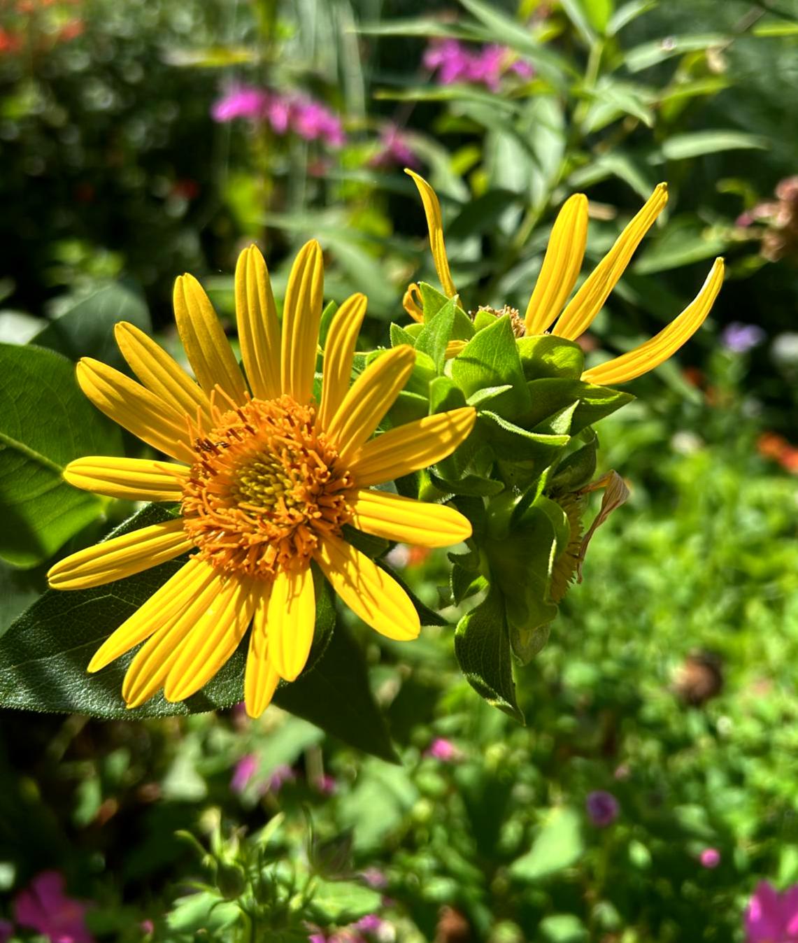 Roughtstem Rosinweed Seeds (Silphium radula)