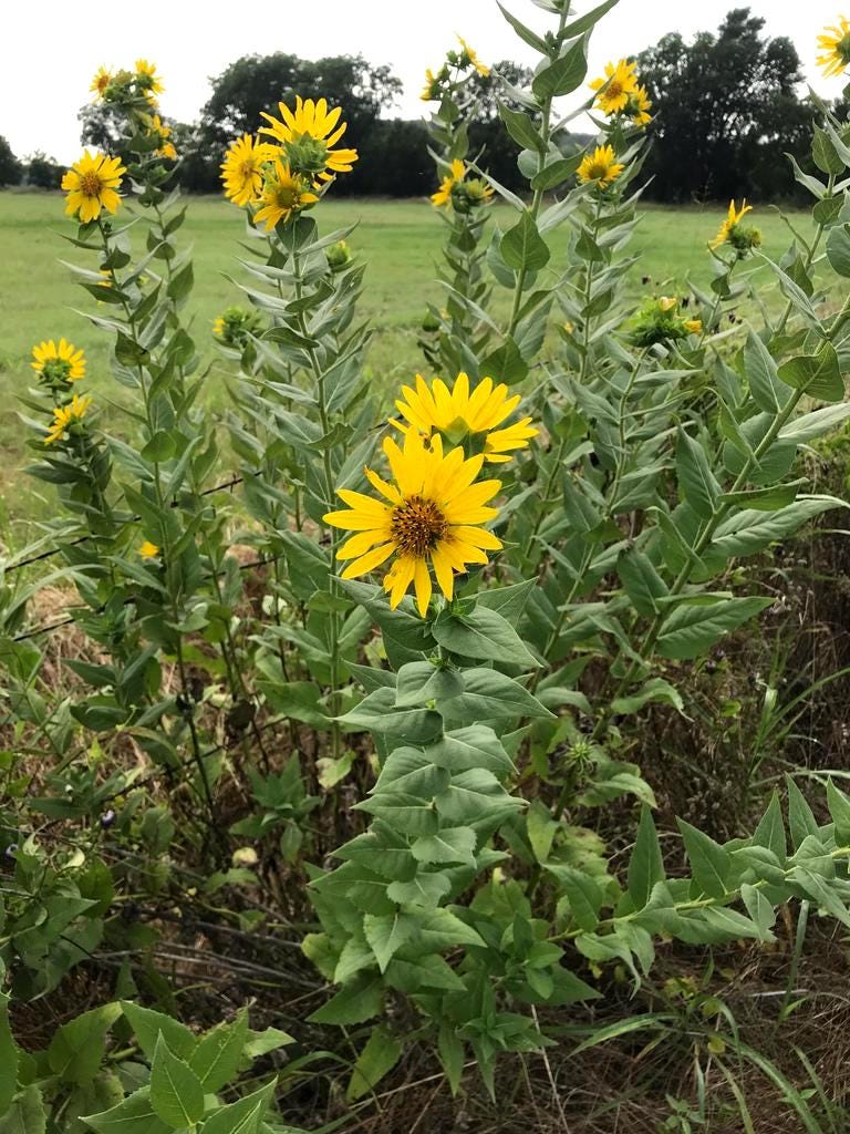Roughtstem Rosinweed Seeds (Silphium radula)
