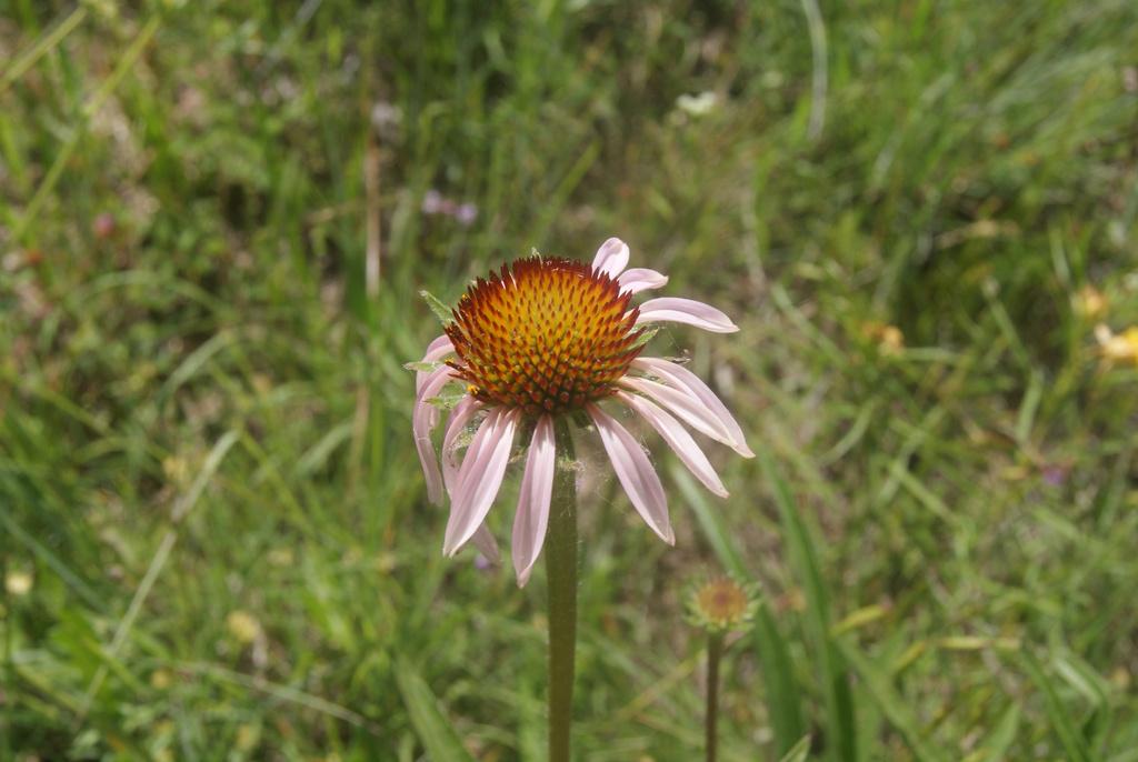 Narrow Leaf Coneflower Seeds (Echinacea angustifolia) Drought Tolerant Purple Coneflower, Texas Native Host Plant