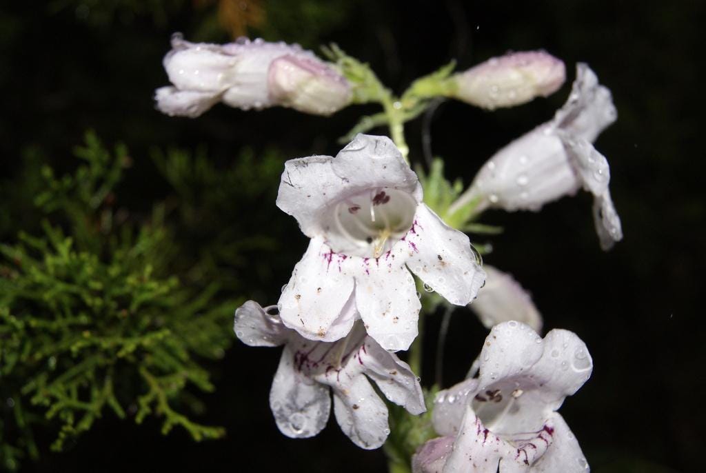Showy Beardtongue Seeds (Penstemon cobaea) Drought Tolerant Texas Native