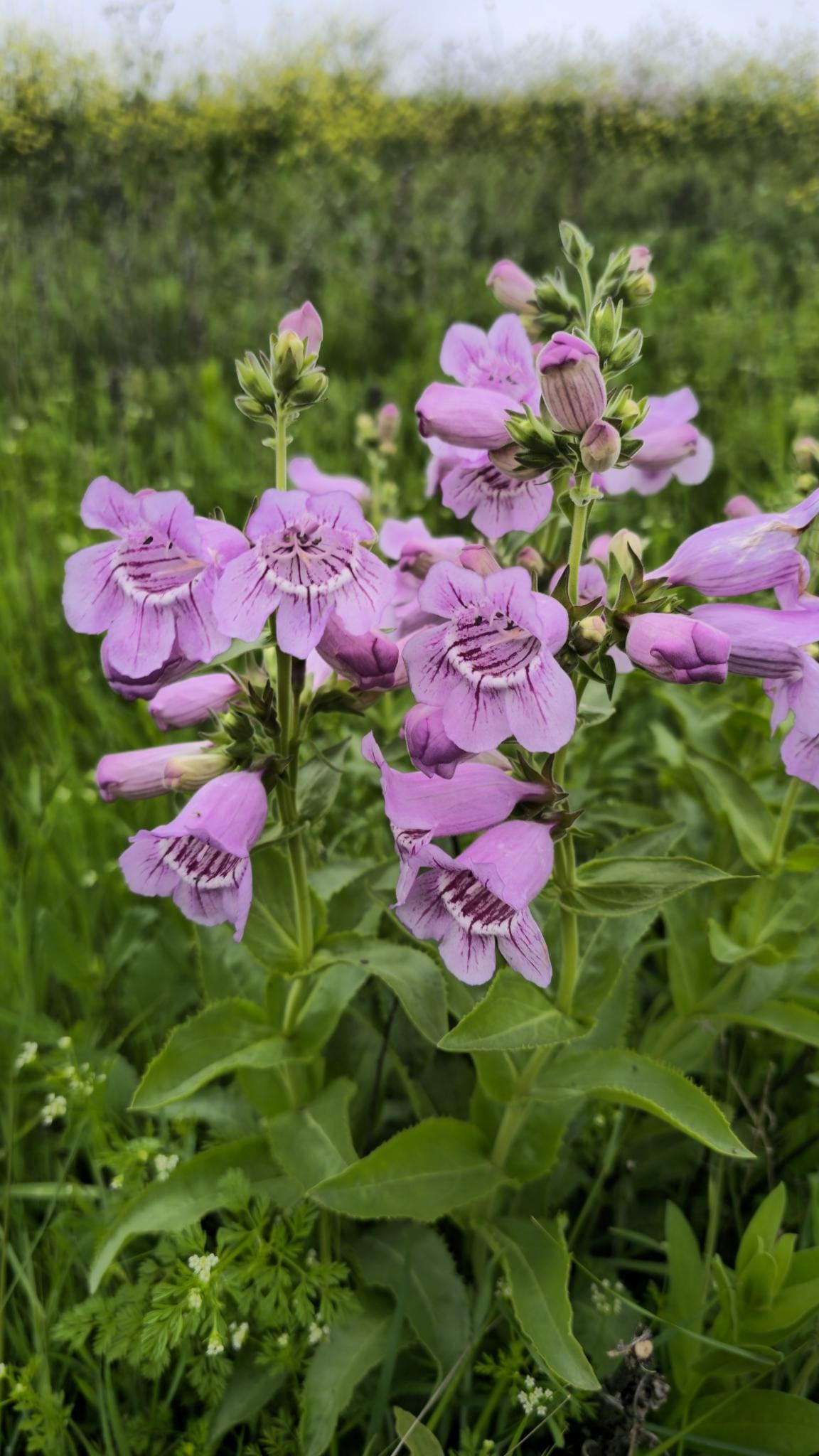 Showy Beardtongue Seeds (Penstemon cobaea) Drought Tolerant Texas Native