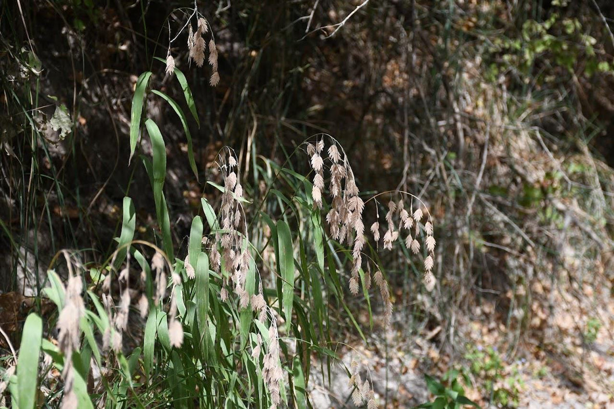 Inland Sea Oats Native Seeds (Chasmanthium latifolium) Shade Tolerant, Texas Native Ornamental Grass