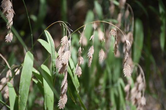 Inland Sea Oats Native Seeds (Chasmanthium latifolium) Shade Tolerant, Texas Native Ornamental Grass