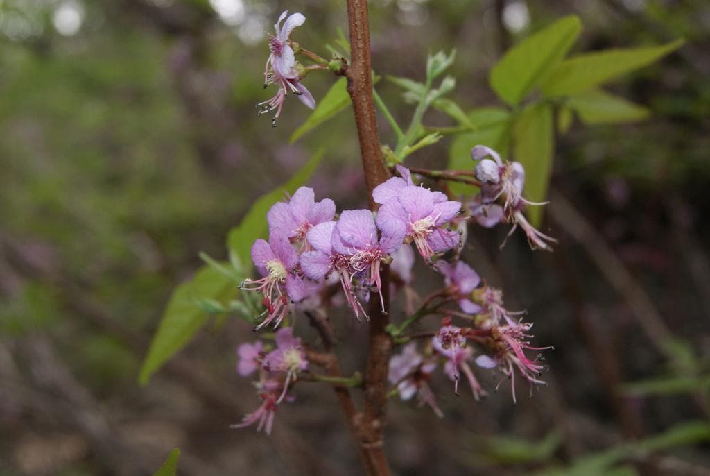 Mexican Buckeye Seeds (Ungnadia speciosa) Texas Native Tree