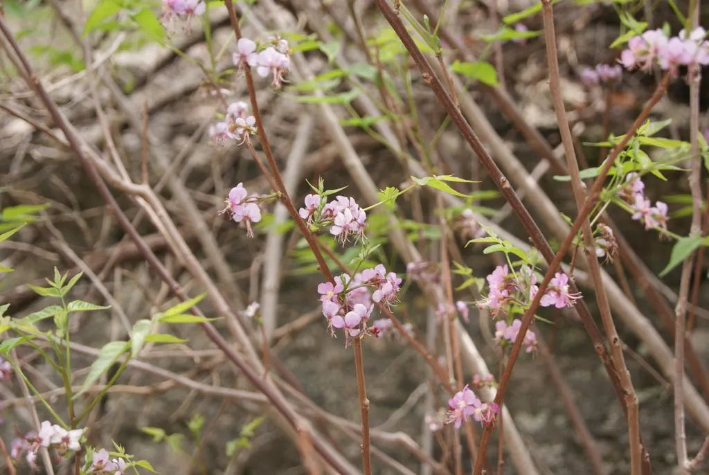 Mexican Buckeye Seeds (Ungnadia speciosa) Texas Native Tree