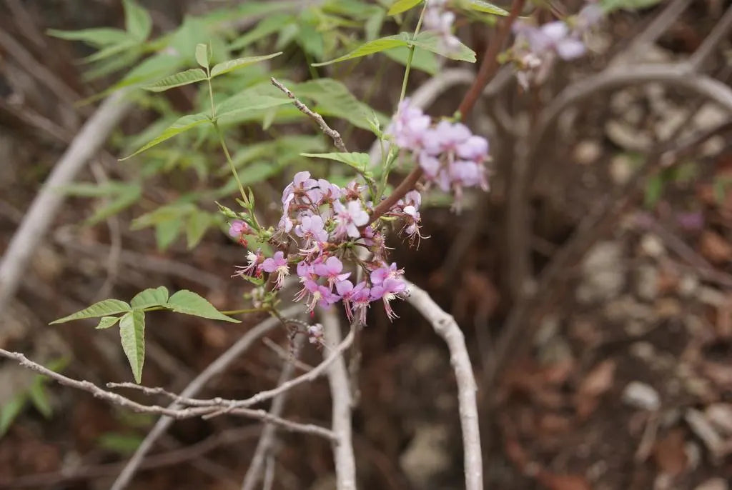 Mexican Buckeye Seeds (Ungnadia speciosa) Texas Native Tree