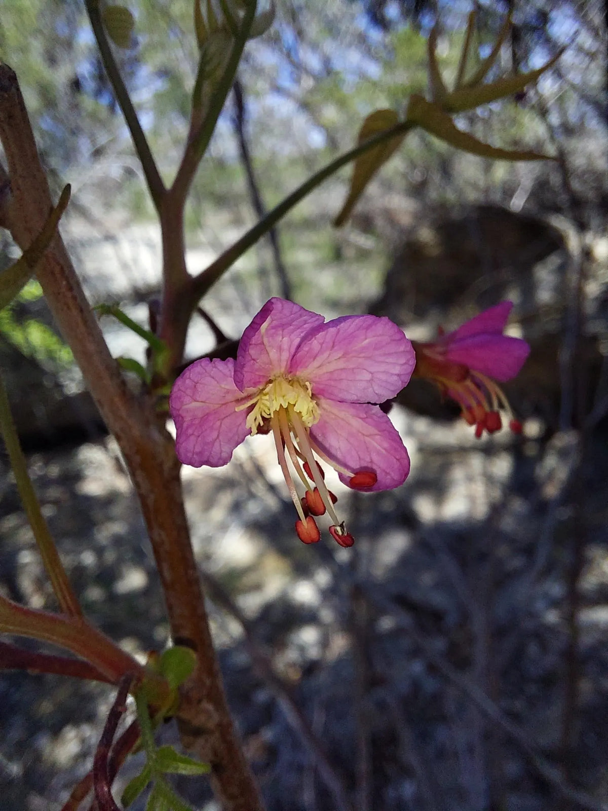 Mexican Buckeye Seeds (Ungnadia speciosa) Texas Native Tree
