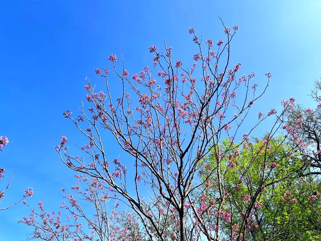 Mexican Buckeye Seeds (Ungnadia speciosa) Texas Native Tree
