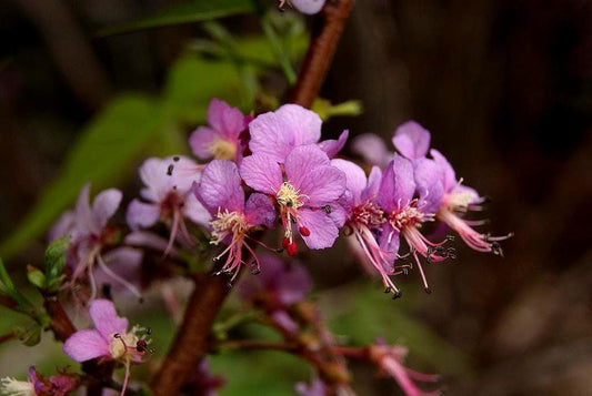 Mexican Buckeye Seeds (Ungnadia speciosa) Texas Native Tree