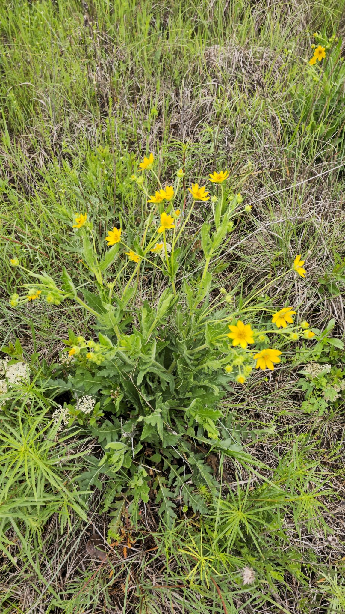Engelmann Daisy Native Seeds (Engelmannia peristenia)