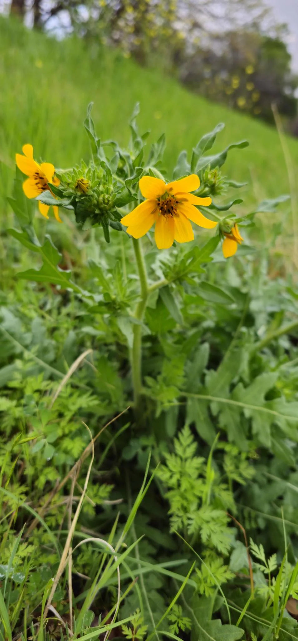 Engelmann Daisy Native Seeds (Engelmannia peristenia)