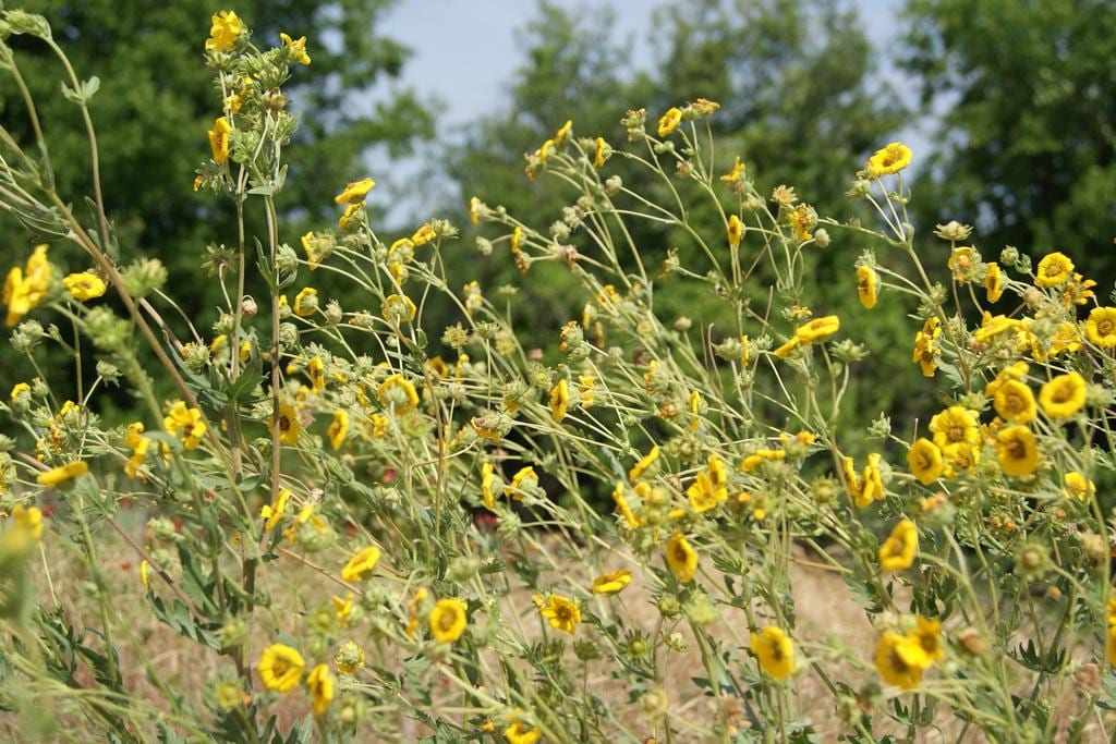 Engelmann Daisy Native Seeds (Engelmannia peristenia)