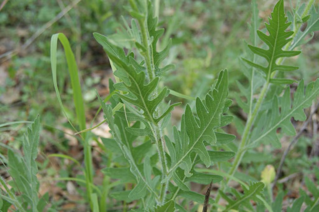 Engelmann Daisy Native Seeds (Engelmannia peristenia)