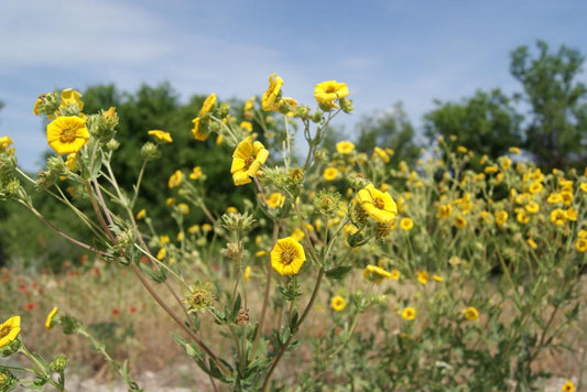 Engelmann Daisy Native Seeds (Engelmannia peristenia)