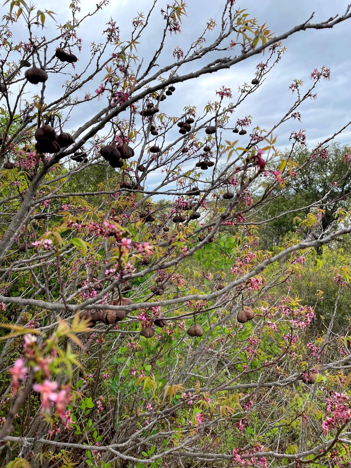 Mexican Buckeye Seeds (Ungnadia speciosa) Texas Native Tree