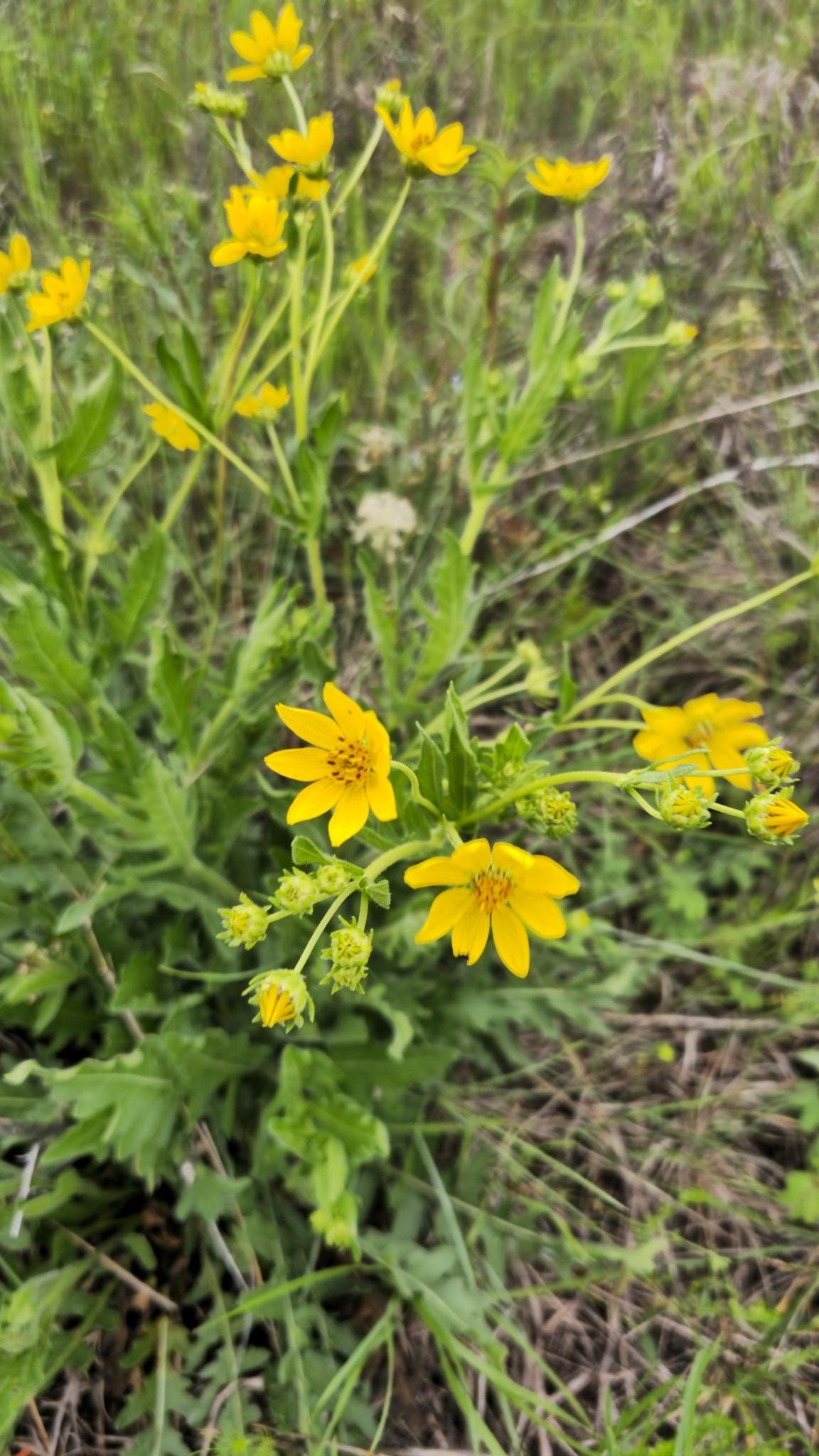 Engelmann Daisy Native Seeds (Engelmannia peristenia)