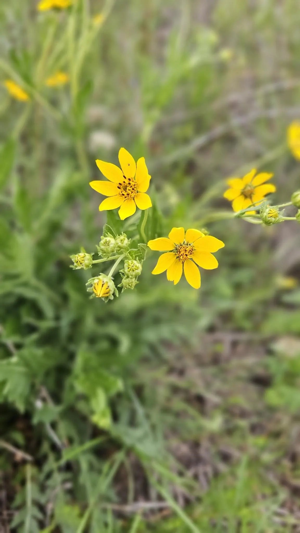 Engelmann Daisy Native Seeds (Engelmannia peristenia)