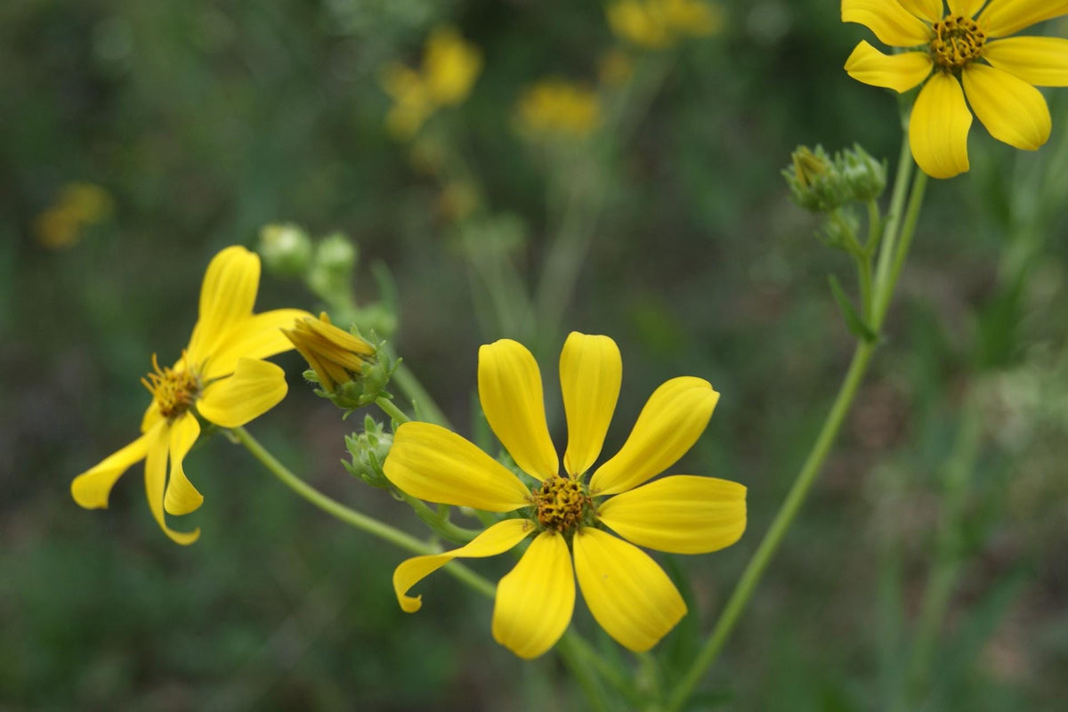 Engelmann Daisy Native Seeds (Engelmannia peristenia)