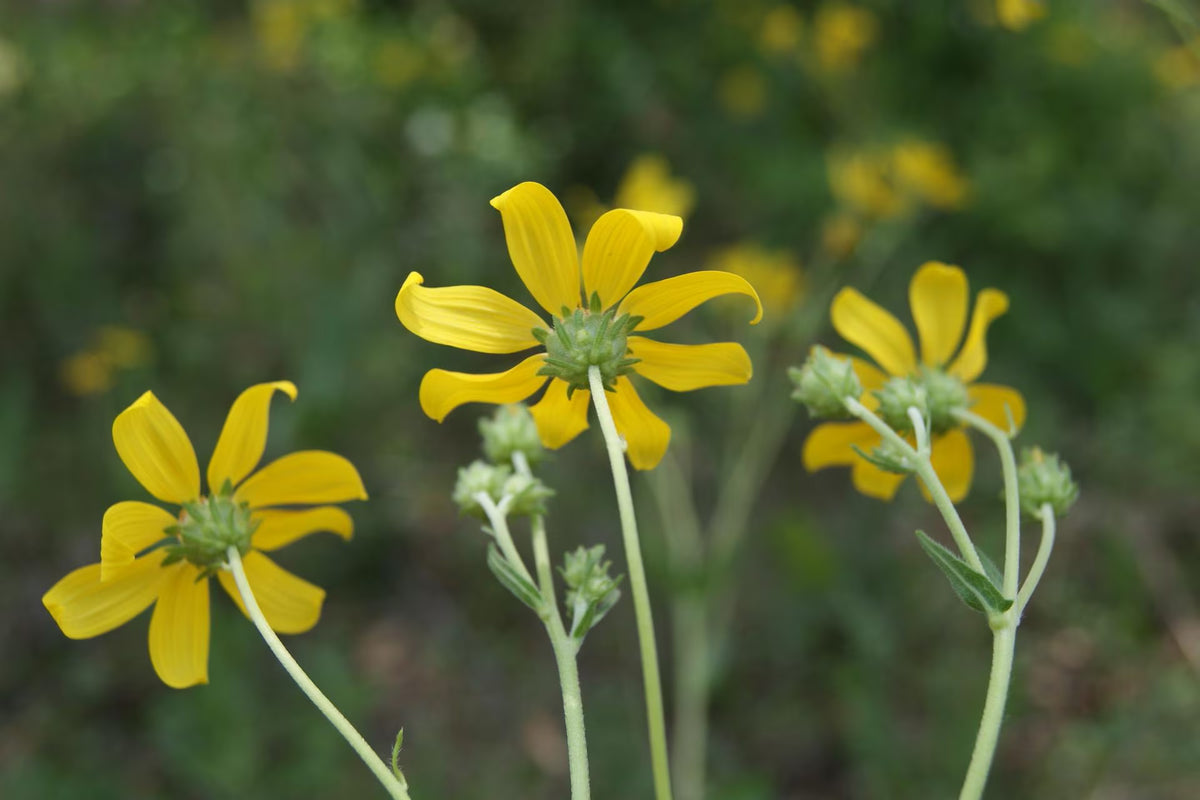 Engelmann Daisy Native Seeds (Engelmannia peristenia)