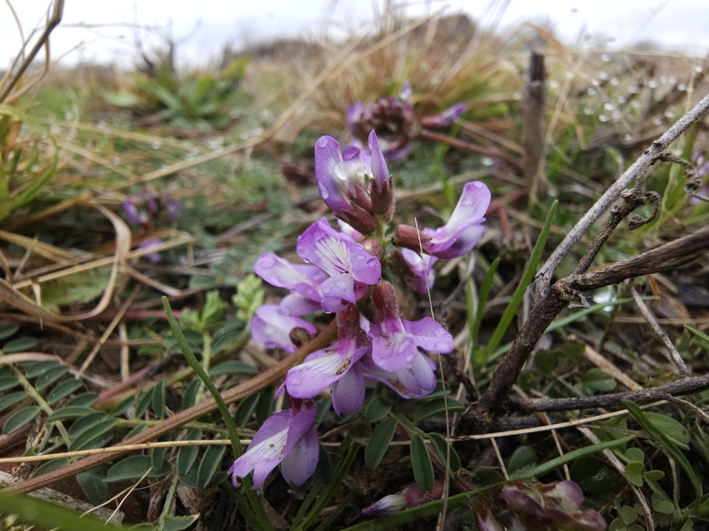 Purple Engelmann's Milkvetch (Astragalus distortus var. engelmannii) flowers growing among dry grass and twigs