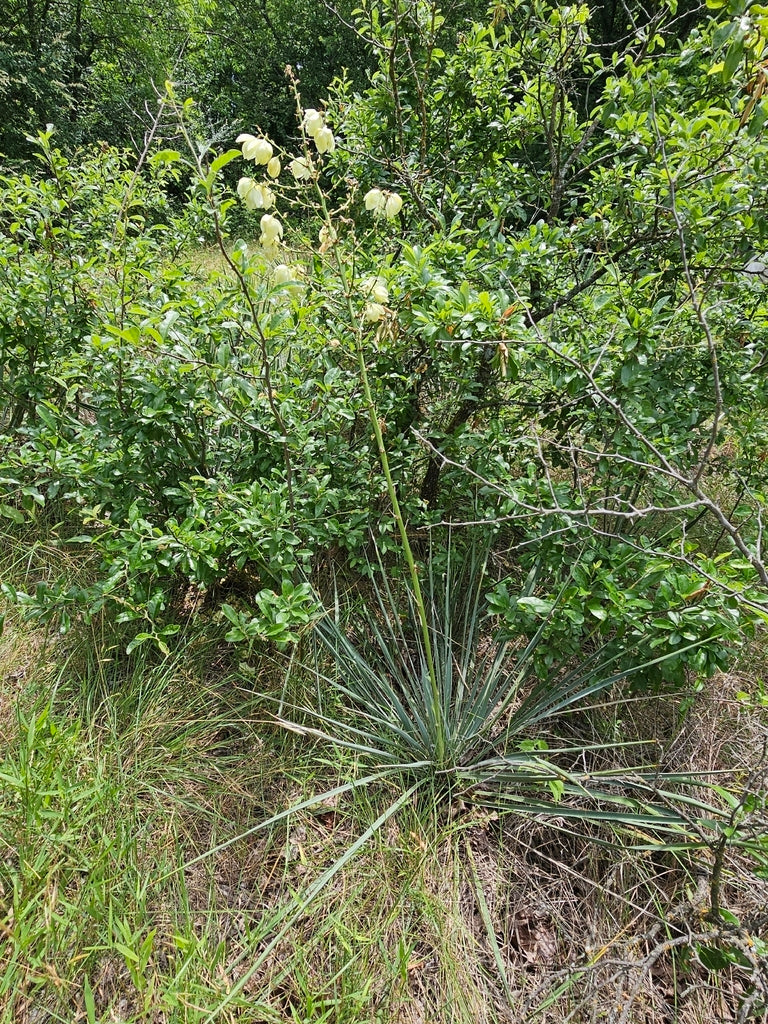 Glen Rose Yucca (Yucca necopina)