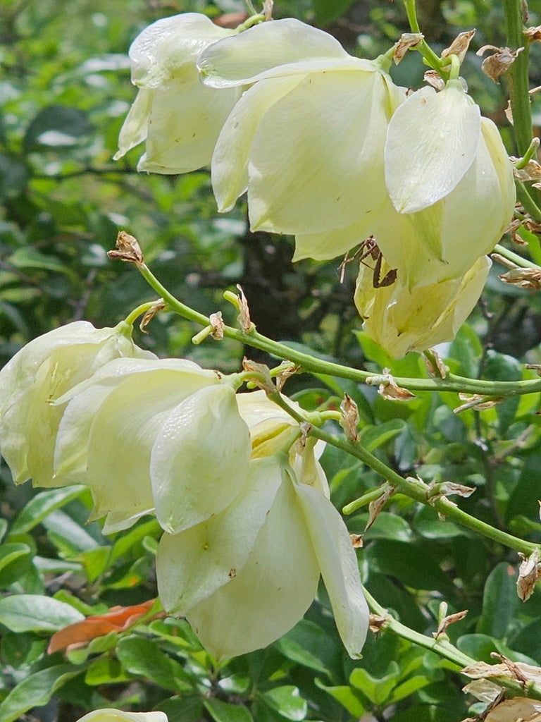 Glen Rose Yucca (Yucca necopina) flowers