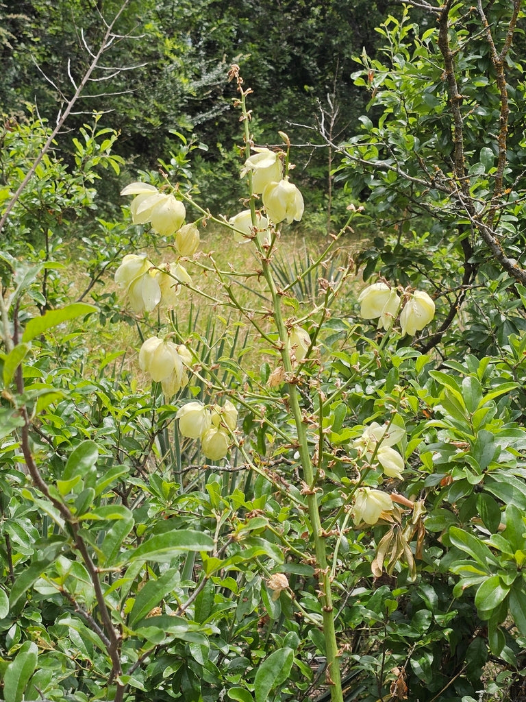 Glen Rose Yucca (Yucca necopina)