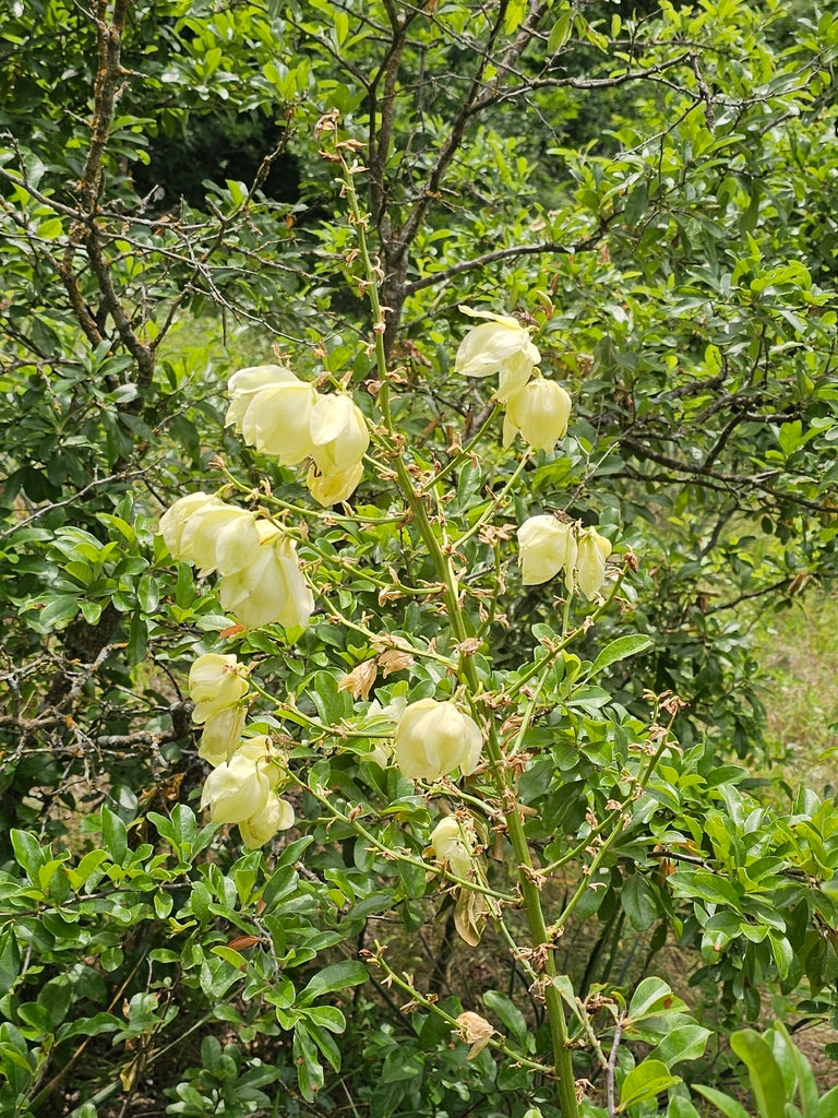 Glen Rose Yucca (Yucca necopina)