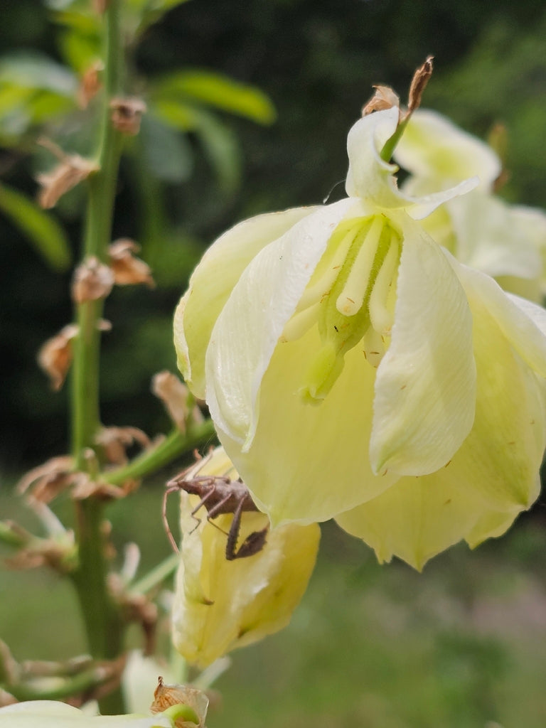 Glen Rose Yucca (Yucca necopina) flowers