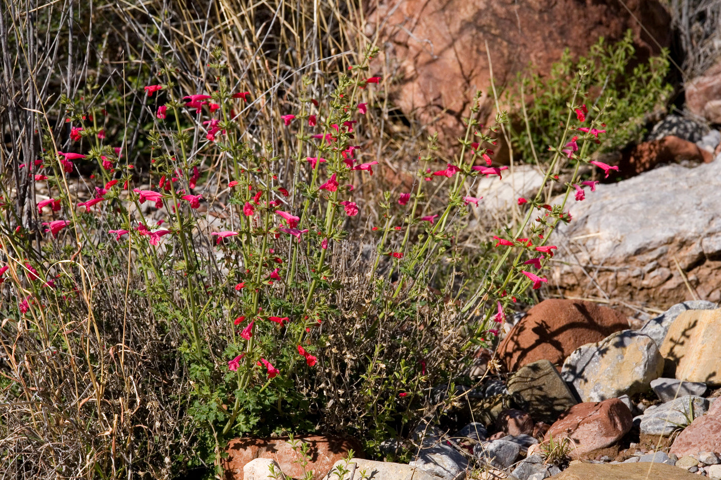 Crimson Sage Rare Seeds (Salvia henryi)