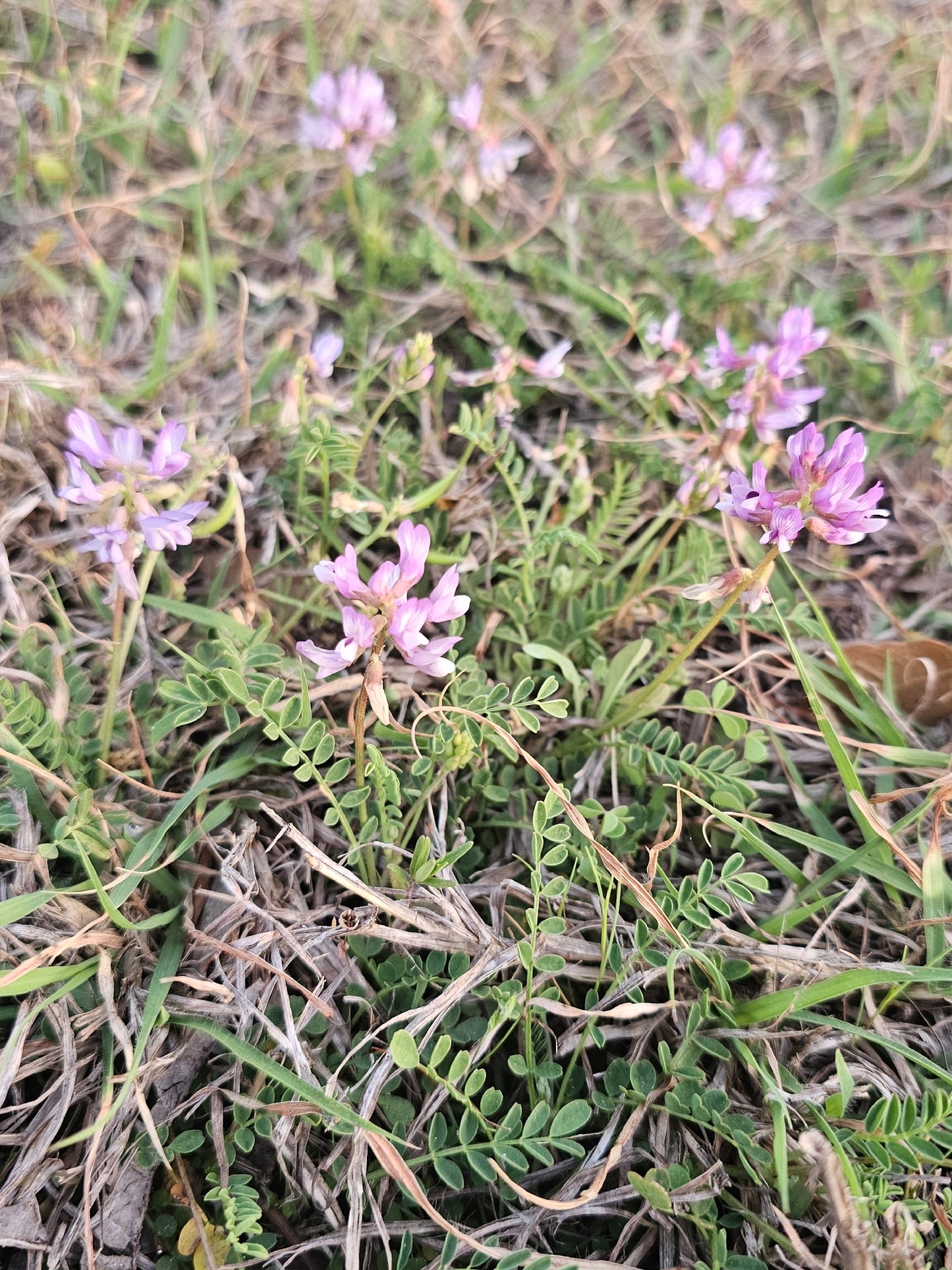 Floral arrangement with pink Engelmann's Milkvetch (Astragalus distortus var. engelmannii)  flowers on a natural background