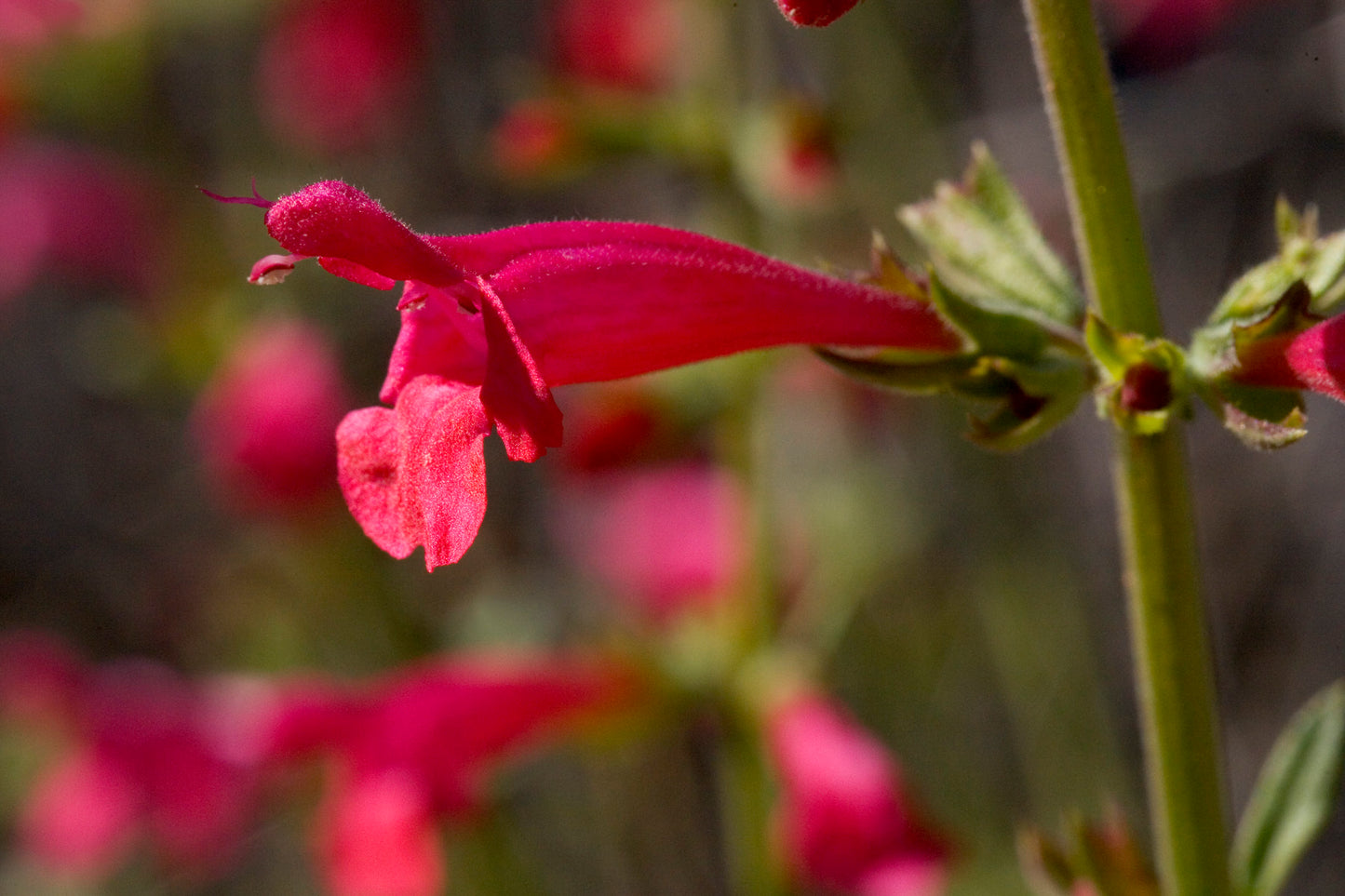 Crimson Sage Rare Seeds (Salvia henryi)