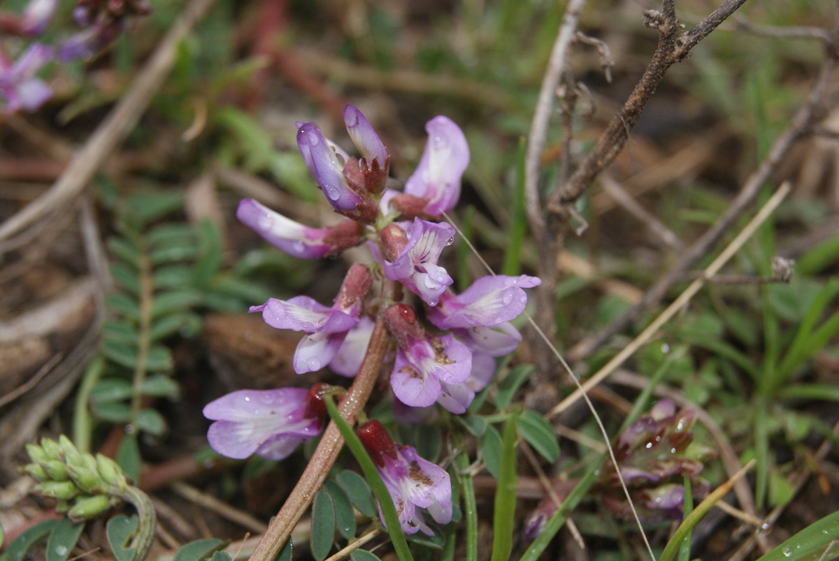 Close-up of purple Engelmann's Milkvetch (Astragalus distortus var. engelmannii)  flowers with green leaves on a blurred natural background