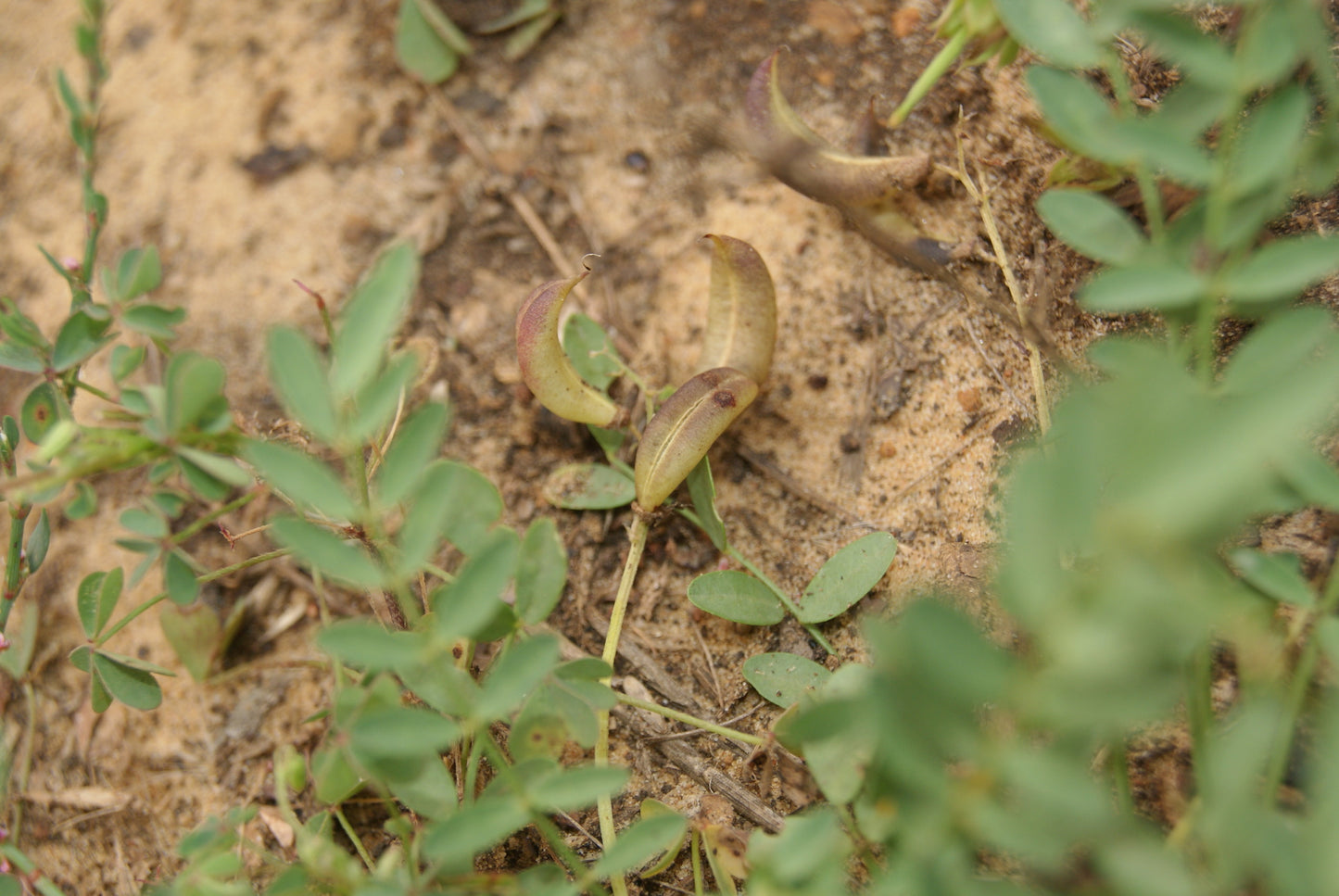 Small plant with a yellowish seed pod of Engelmann's Milkvetch (Astragalus distortus var. engelmannii)  on a sandy background