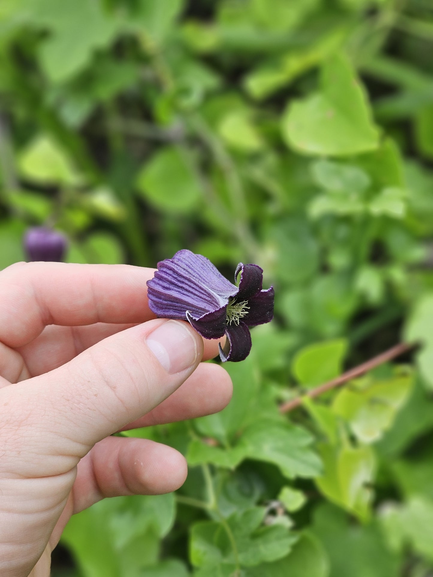 Purple Leatherflower Rare Seeds (Clematis pitcheri)