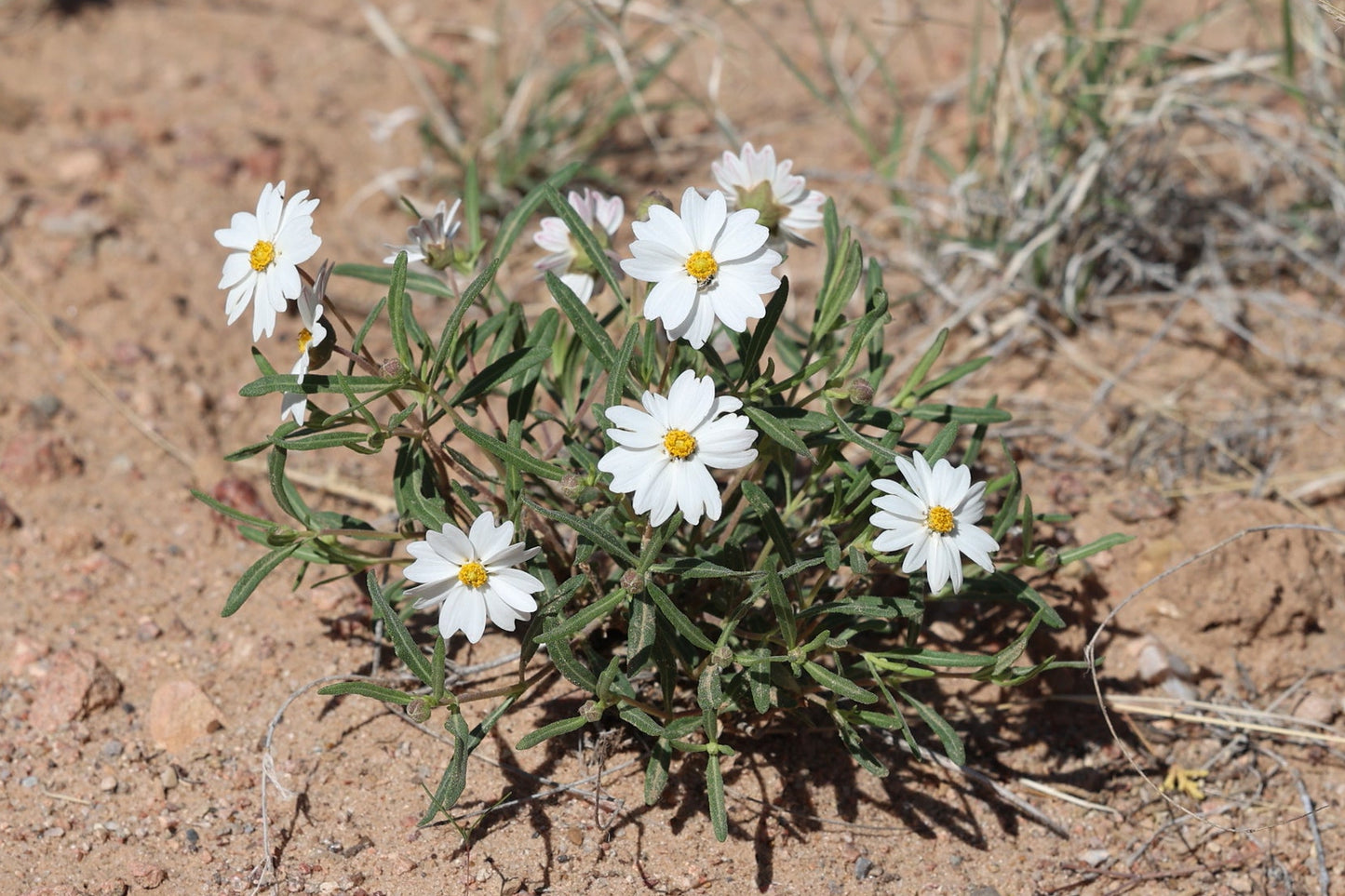 A small cluster of white blackfoot daisy wildflowers with yellow centers growing in sandy, dry soil with sparse grass.