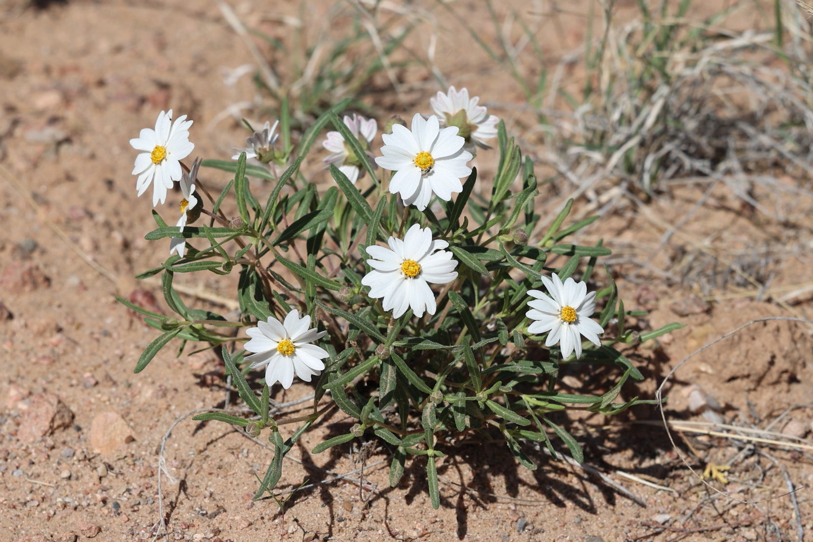 A small cluster of white blackfoot daisy wildflowers with yellow centers growing in sandy, dry soil with sparse grass.