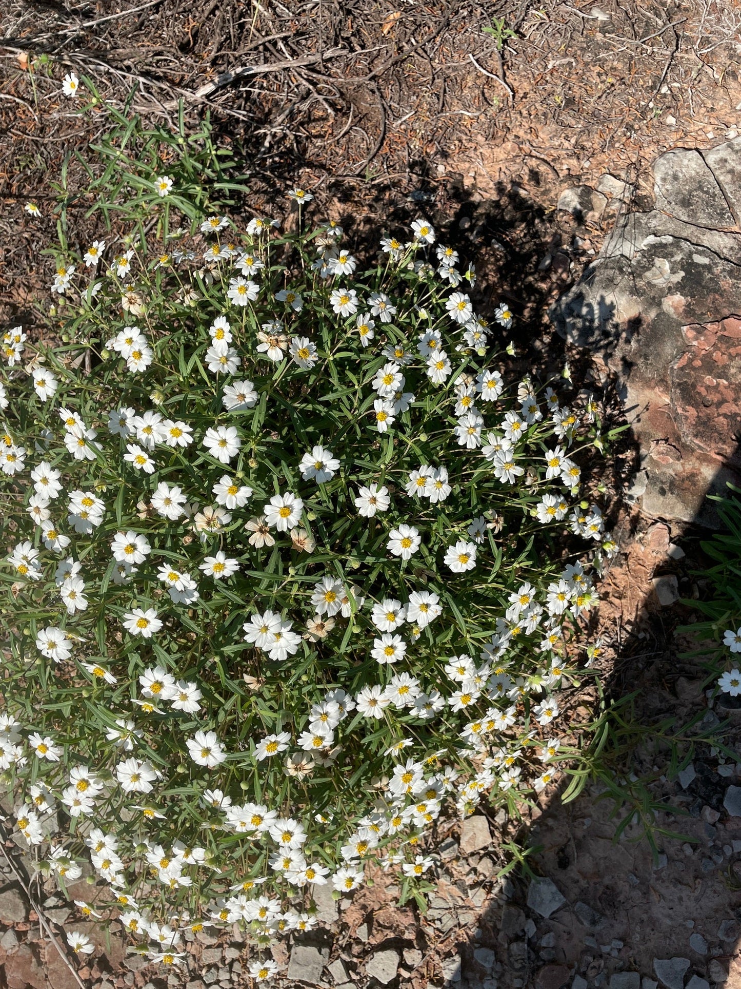 A cluster of small white blackfoot daisy flowers with yellow centers growing among green stems on rocky, dry soil.