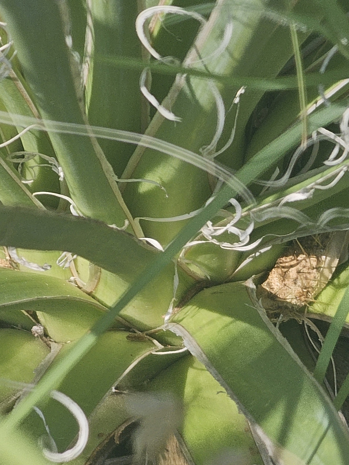Glen Rose Yucca (Yucca necopina)
