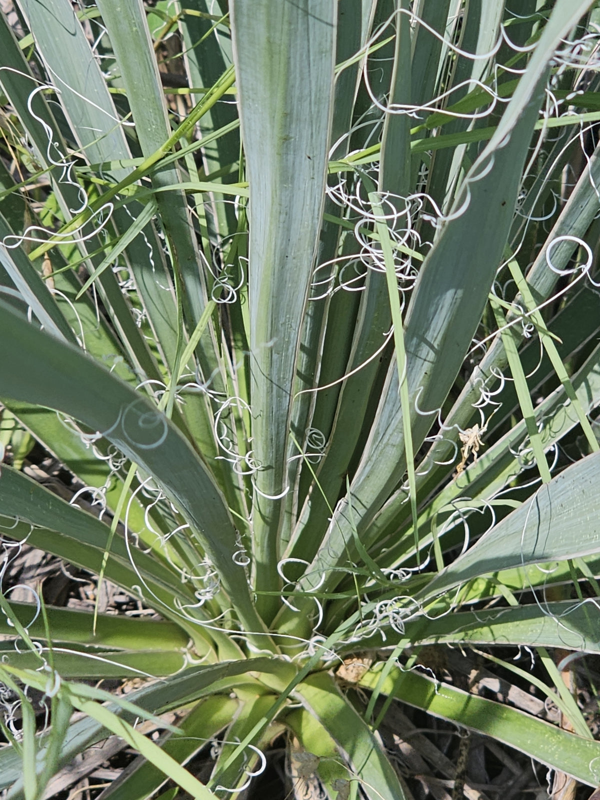 Glen Rose Yucca (Yucca necopina)
