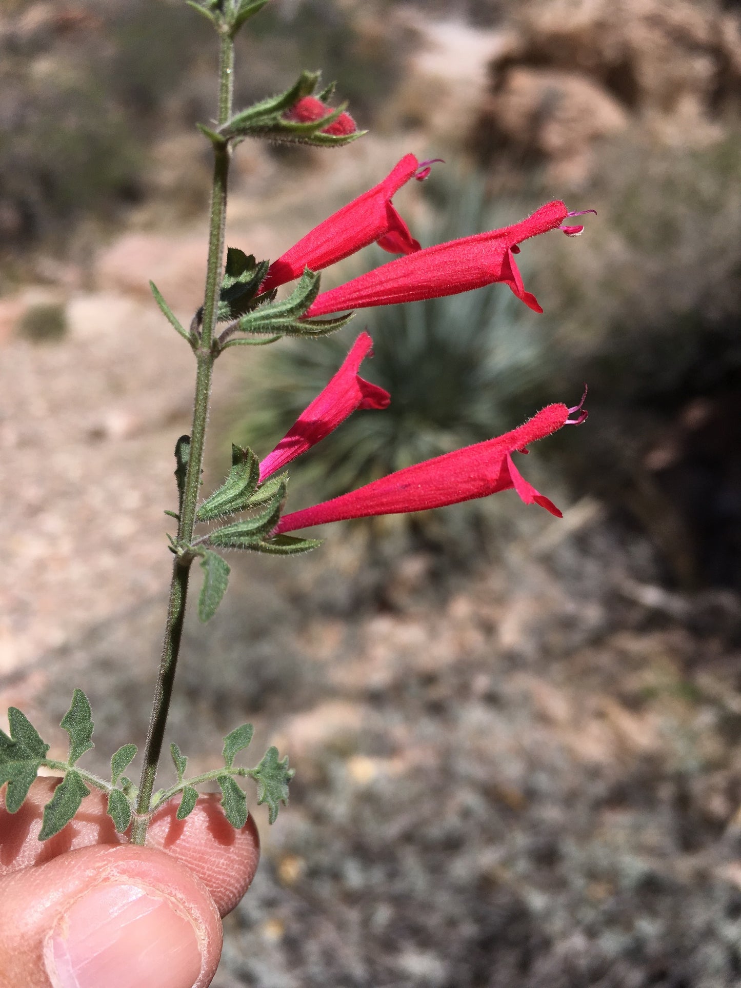 Crimson Sage Rare Seeds (Salvia henryi)