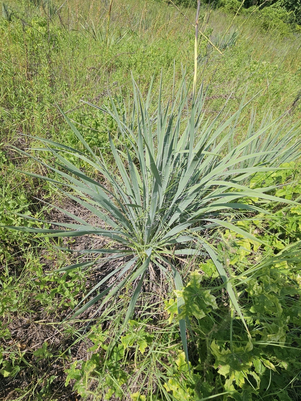 Glen Rose Yucca (Yucca necopina)