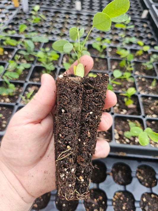 Maryland Senna Live Plants (Senna marilandica)