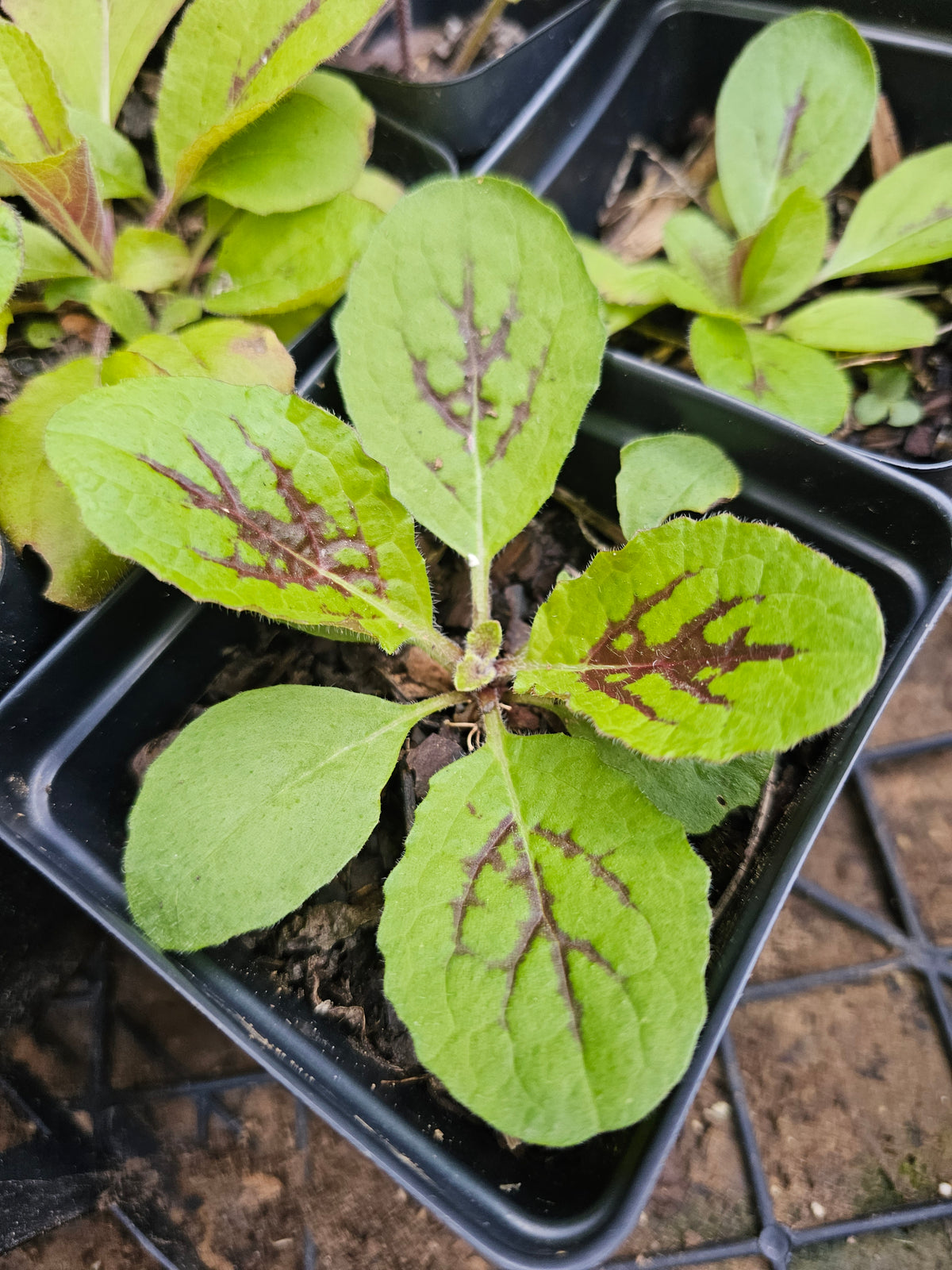 Lyreleaf Sage Live Plants (Salvia lyrata)